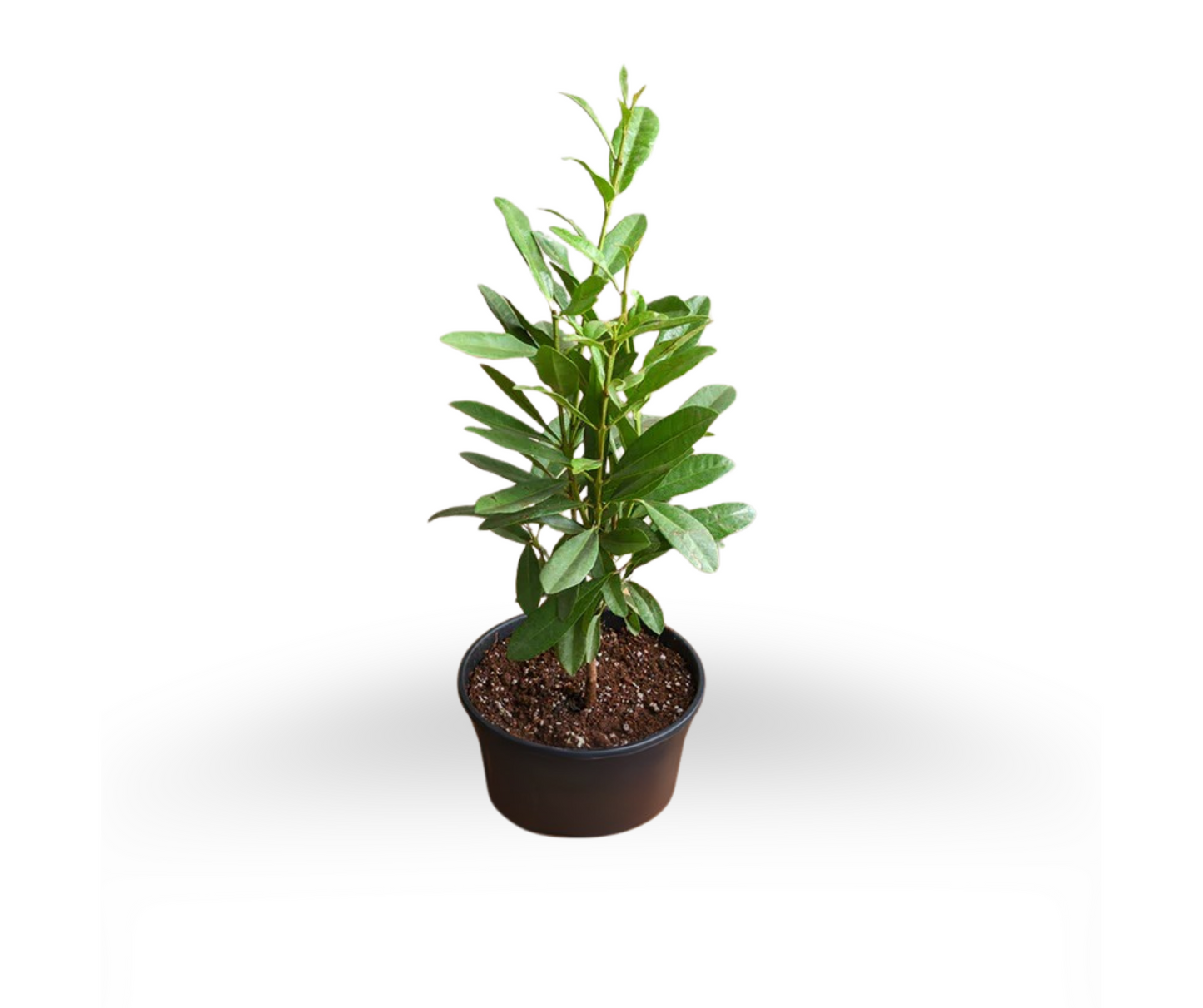 Combo 3 - Kaddu Plant (Sugar Plant) + All Spice Plant + Stevia Plant