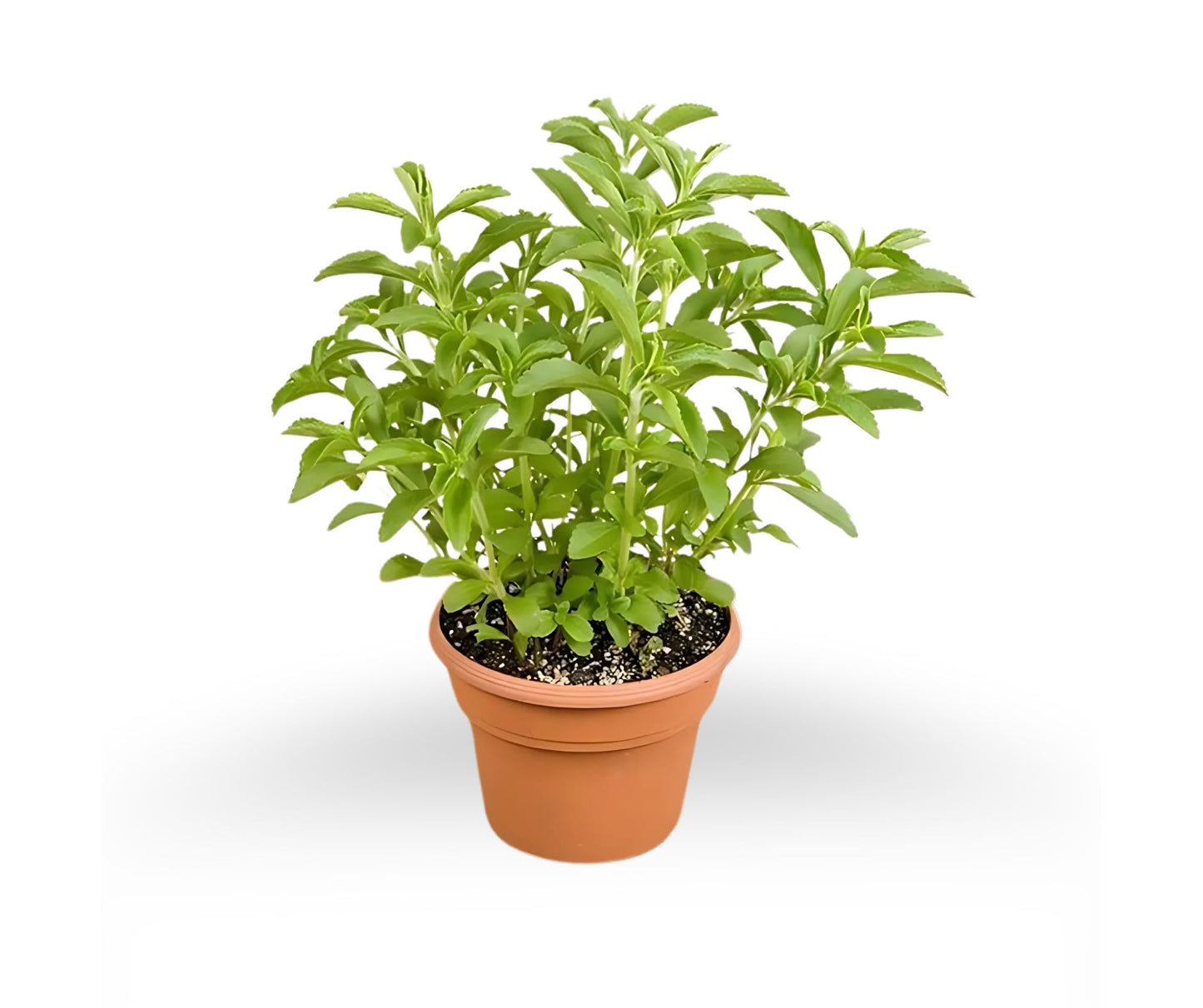 Stevia Plant – Natural Sugar Substitute | Diabetic Friendly Herb