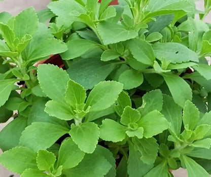 Stevia Plant – Natural Sugar Substitute | Diabetic Friendly Herb