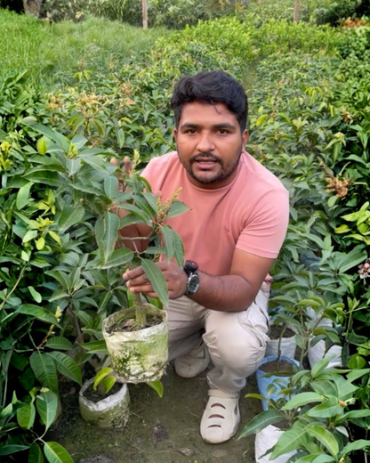 Barha Masi Aam (2 Plant) – Traditional 12-Month Mango