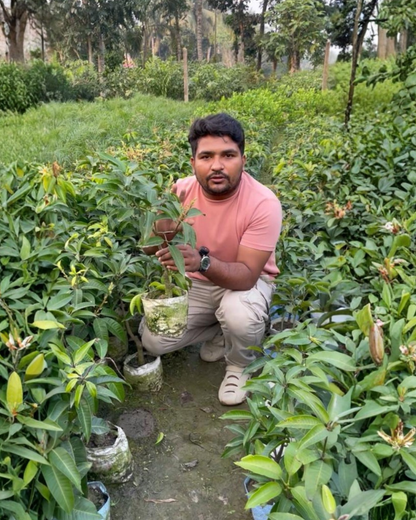 Barha Masi Aam (2 Plant) – Traditional 12-Month Mango