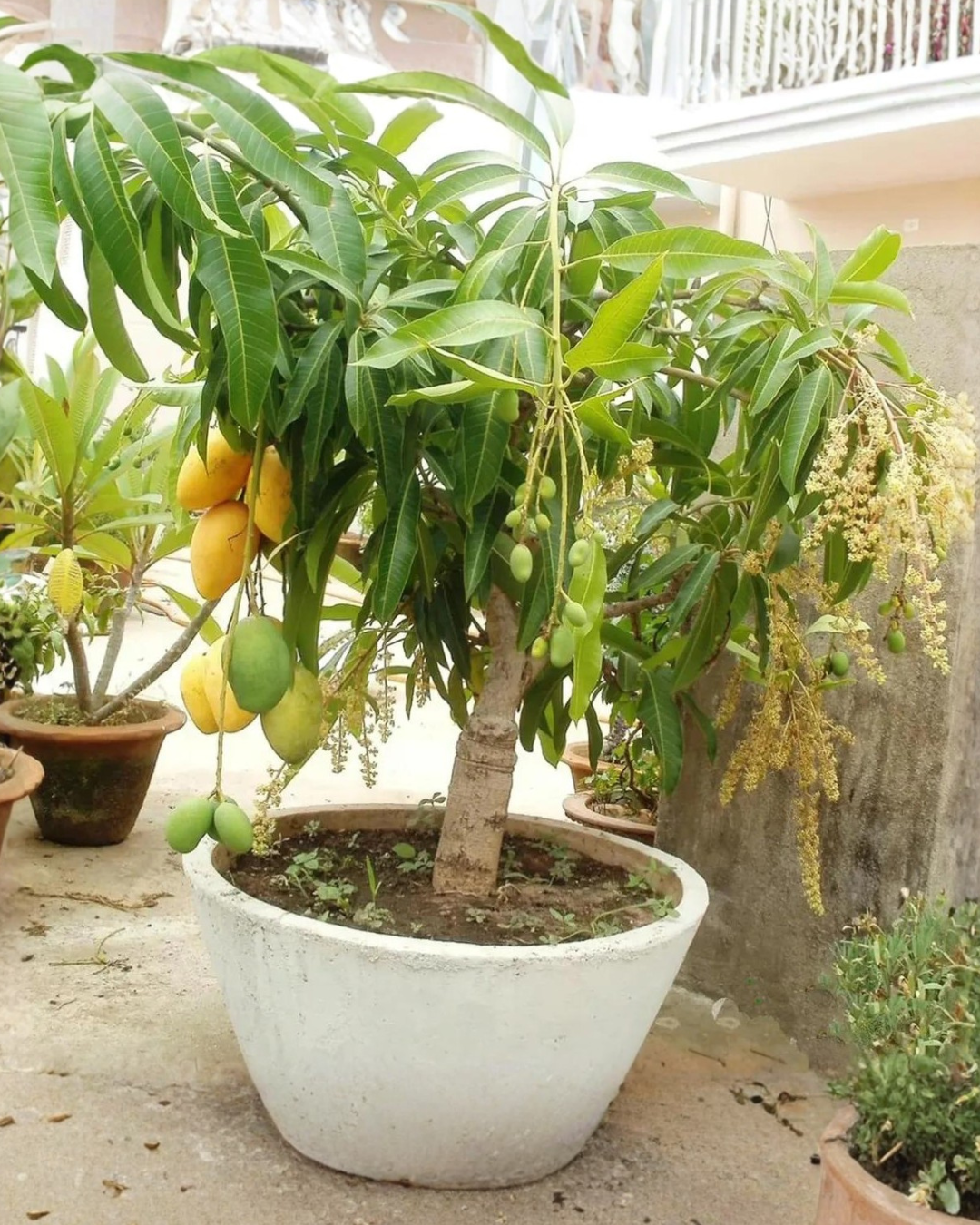 Barha Masi Aam (2 Plant) – Traditional 12-Month Mango
