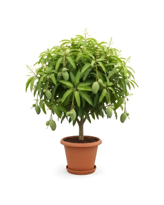 Barha Masi Aam (2 Plant) – Traditional 12-Month Mango