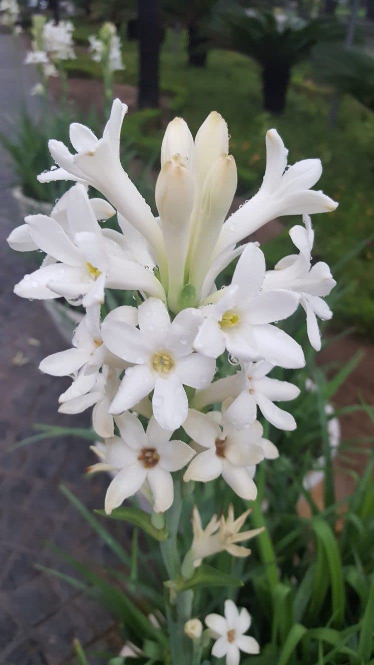 Gandh Raj - गंधराज (Night Blooming Jasmine / Cestrum nocturnum)