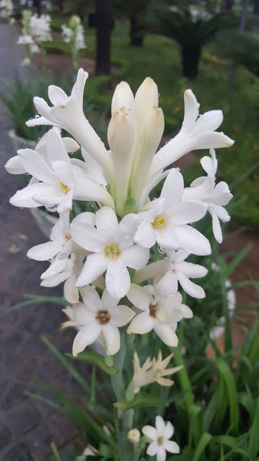 Gandh Raj - गंधराज (Night Blooming Jasmine / Cestrum nocturnum)