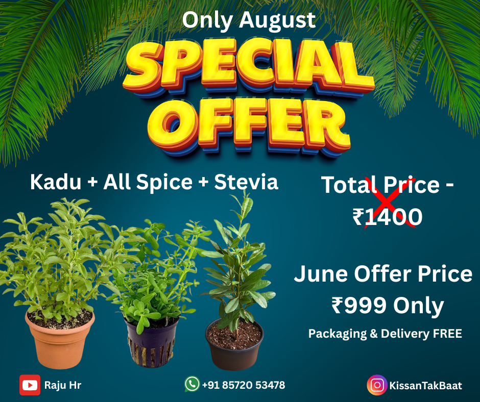 Combo 3 - Kaddu Plant (Sugar Plant) + All Spice Plant + Stevia Plant
