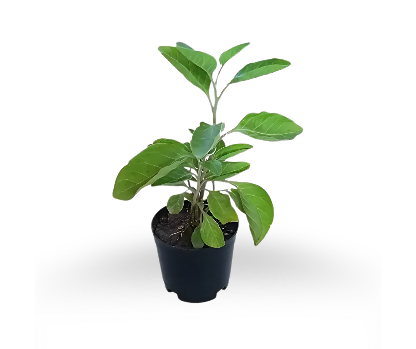 Kaddu Plant ( शुगर प्लांट ) – Best Ayurvedic Herb for Sugar Control