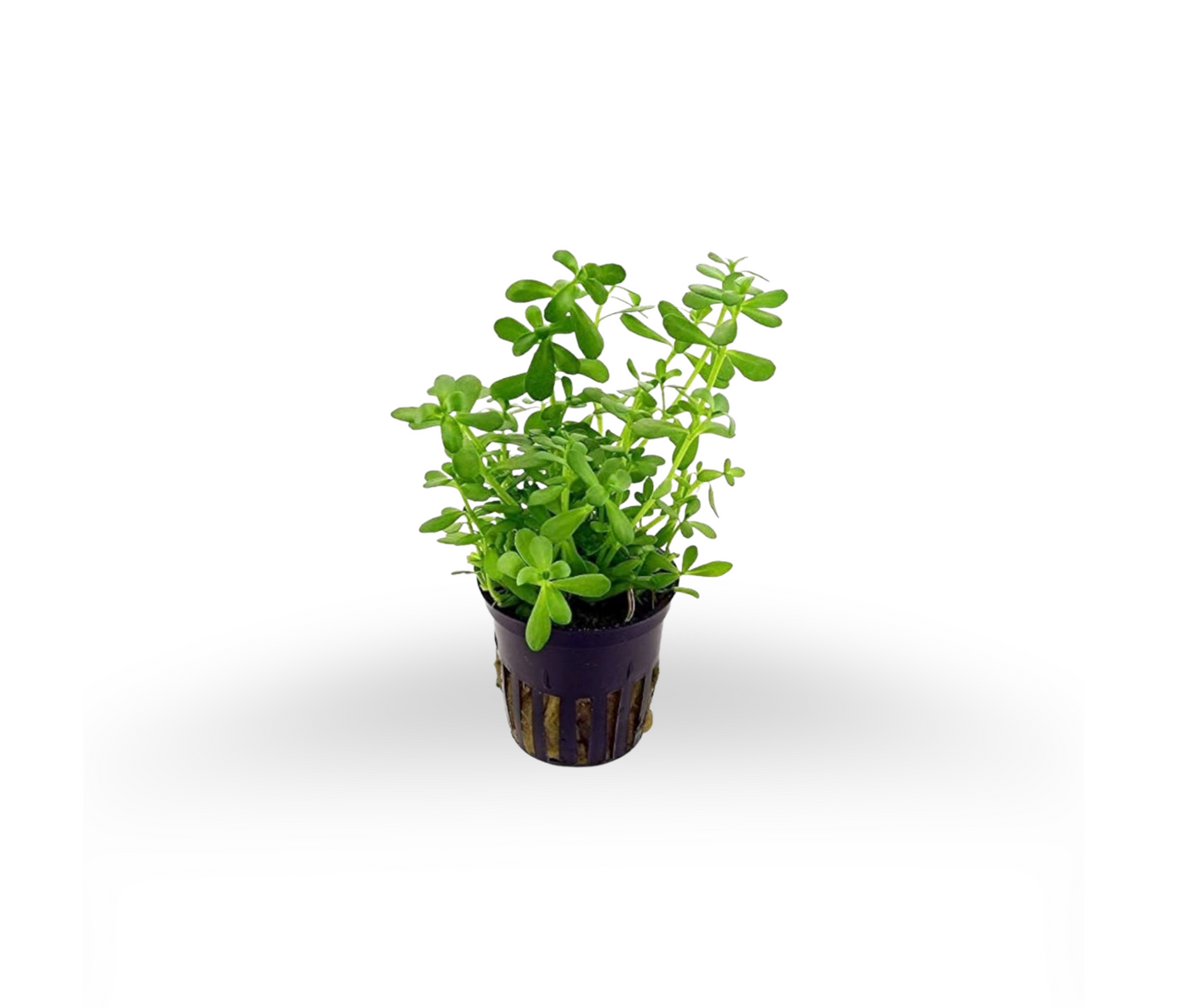 Combo 3 - Kaddu Plant (Sugar Plant) + All Spice Plant + Stevia Plant