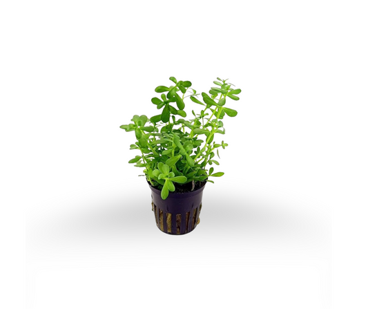 Brahmi Plant – Sharpen Your Memory Naturally