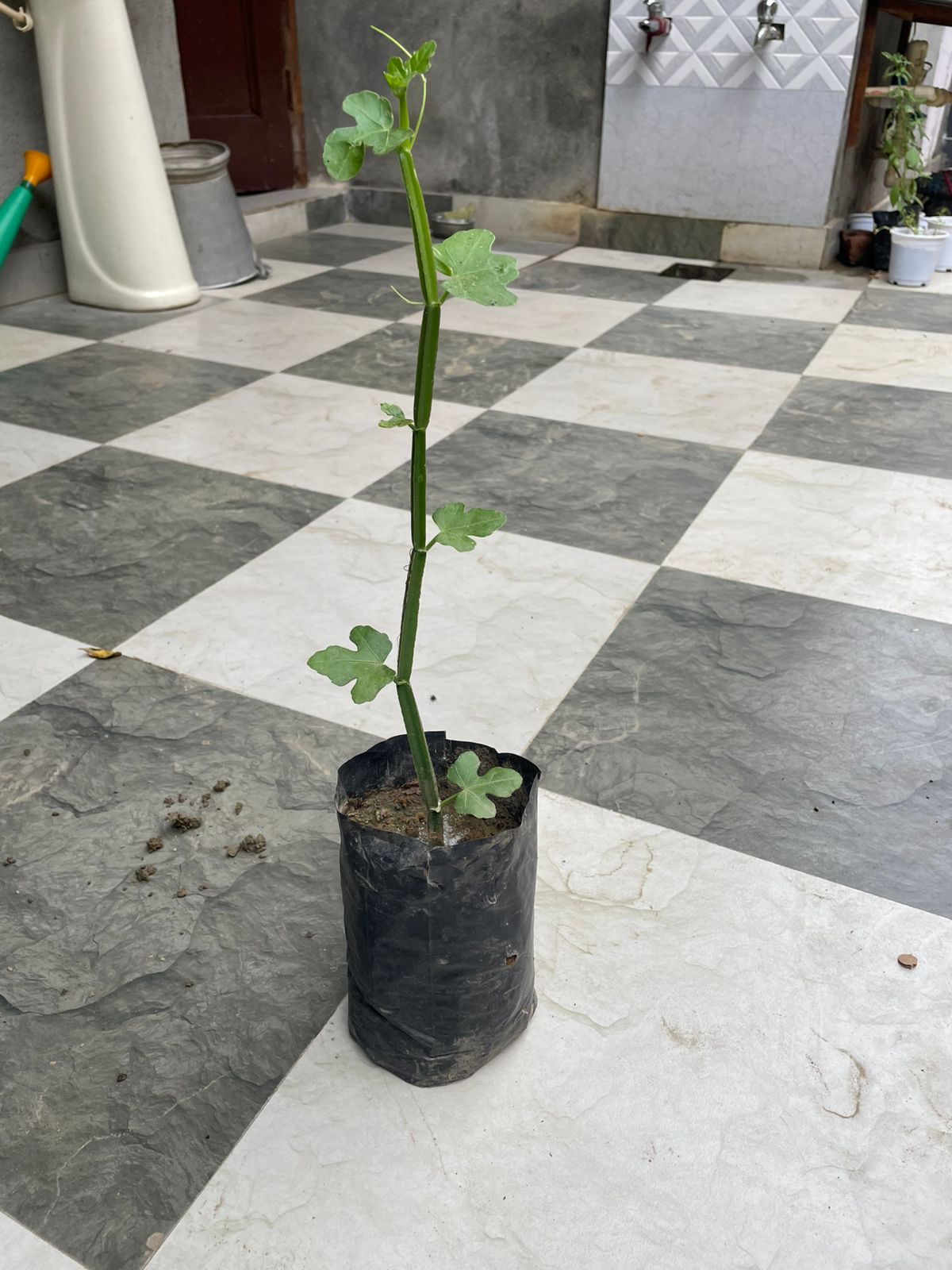 Premium Hath Jood (Hadjod) – Natural Bone-Healing Medicinal Herb