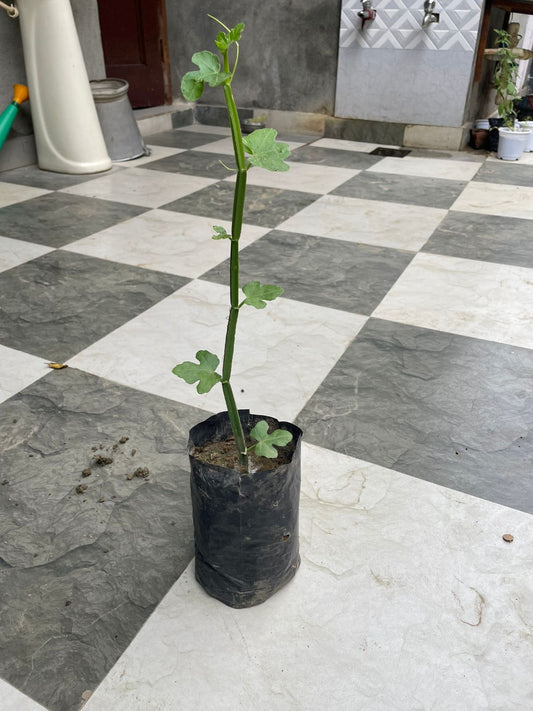 Premium Hath Jood (Hadjod) – Natural Bone-Healing Medicinal Herb