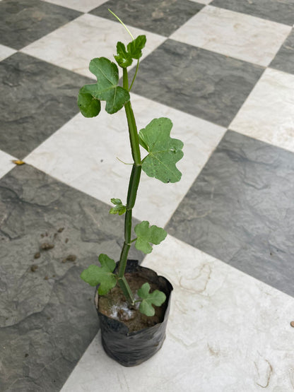 Premium Hath Jood (Hadjod) – Natural Bone-Healing Medicinal Herb
