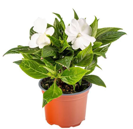Gandh Raj - गंधराज (Night Blooming Jasmine / Cestrum nocturnum)
