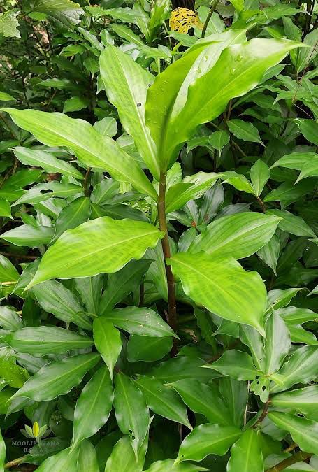 Insulin Plant (Costus Igneus) – Natural Support for Healthy Blood Sugar