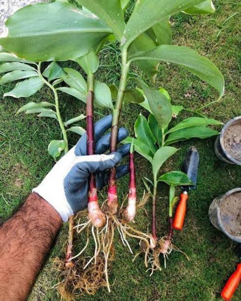 Insulin Plant (Costus Igneus) – Natural Support for Healthy Blood Sugar
