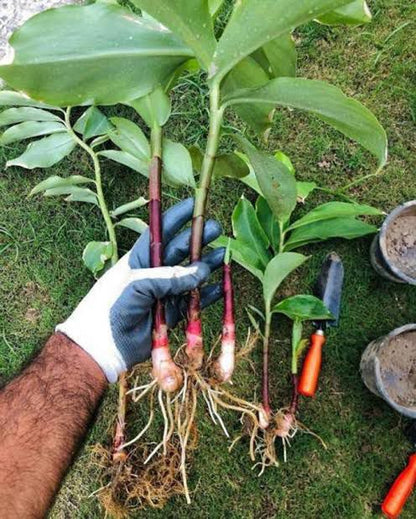 Insulin Plant (Costus Igneus) – Natural Support for Healthy Blood Sugar