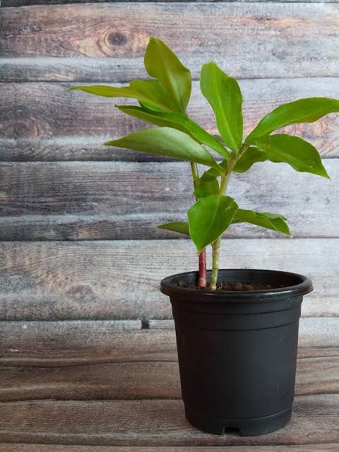 Insulin Plant (Costus Igneus) – Natural Support for Healthy Blood Sugar