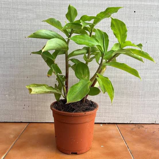 Insulin Plant (Costus Igneus) – Natural Support for Healthy Blood Sugar