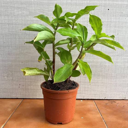 Insulin Plant (Costus Igneus) – Natural Support for Healthy Blood Sugar