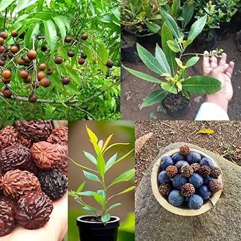 रुद्राक्ष पौधा (Rudraksha Plant) 🌱✨