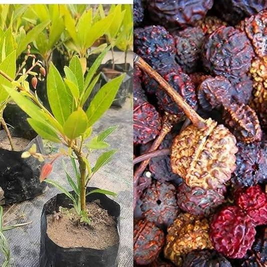 रुद्राक्ष पौधा (Rudraksha Plant) 🌱✨
