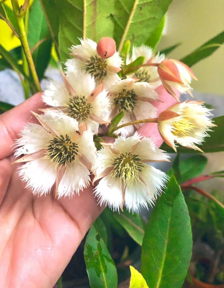 रुद्राक्ष पौधा (Rudraksha Plant) 🌱✨