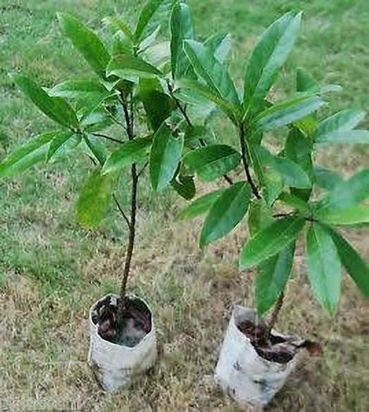 रुद्राक्ष पौधा (Rudraksha Plant) 🌱✨