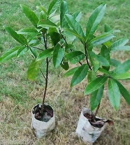 रुद्राक्ष पौधा (Rudraksha Plant) 🌱✨