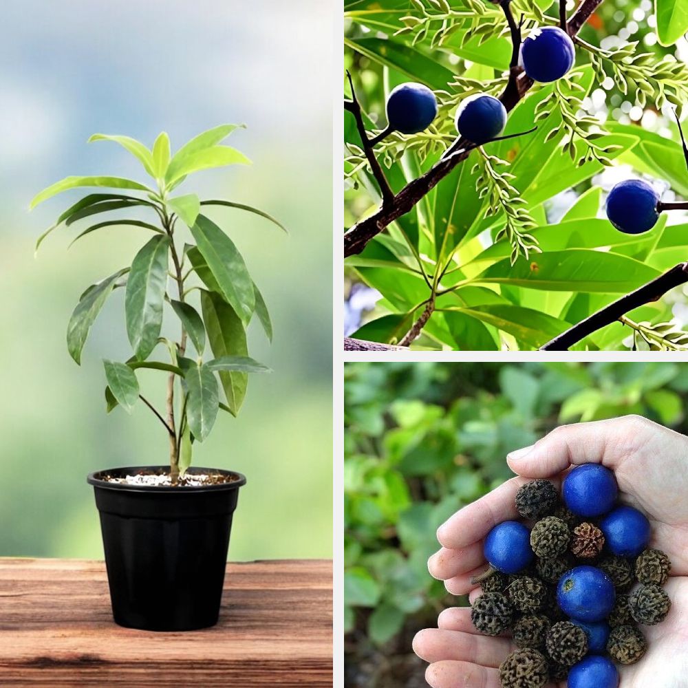 रुद्राक्ष पौधा (Rudraksha Plant) 🌱✨