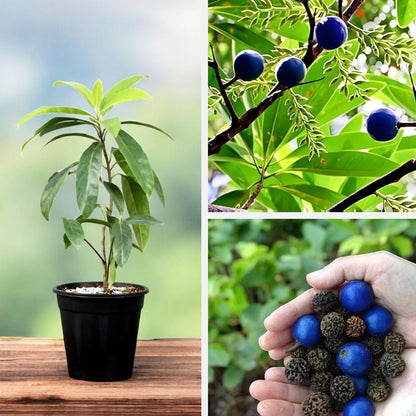 रुद्राक्ष पौधा (Rudraksha Plant) 🌱✨