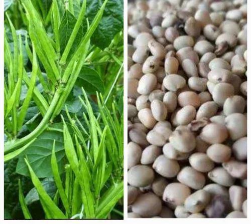 गवार Seeds - 5 Pouch -100 Seed - FREE HOME DELIVERY