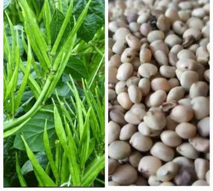 गवार Seeds - 5 Pouch -100 Seed - FREE HOME DELIVERY