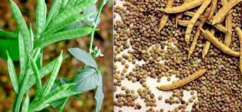 गवार Seeds - 5 Pouch -100 Seed - FREE HOME DELIVERY