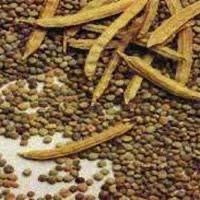 गवार Seeds - 5 Pouch -100 Seed - FREE HOME DELIVERY