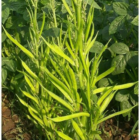 गवार Seeds - 5 Pouch -100 Seed - FREE HOME DELIVERY