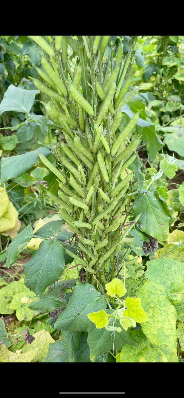 गवार Seeds - 5 Pouch -100 Seed - FREE HOME DELIVERY