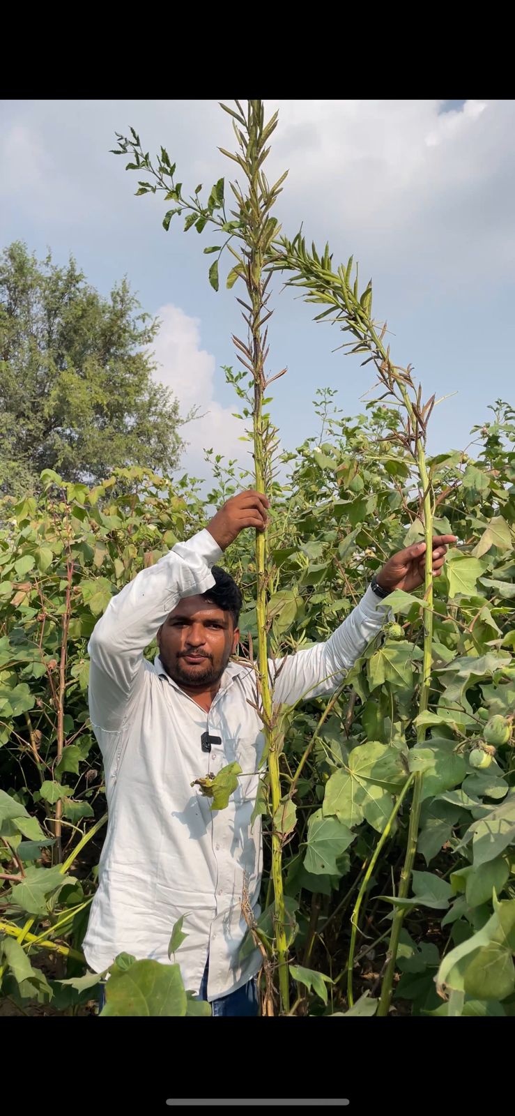 गवार Seeds - 5 Pouch -100 Seed - FREE HOME DELIVERY
