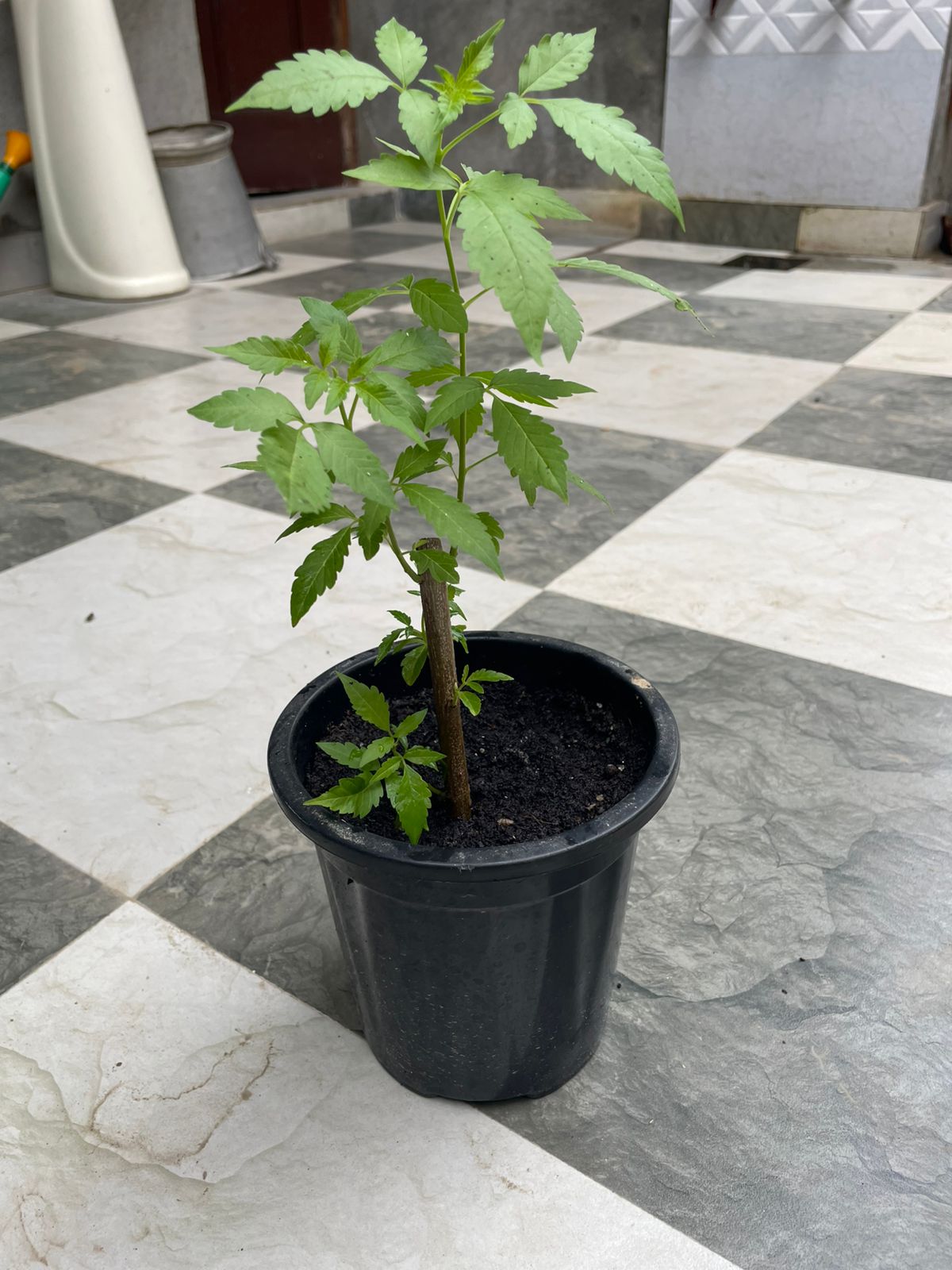 Neerkundi (Nirgundi) – Premium Vitex negundo Medicinal Shrub, Organic Ayurvedic Herb