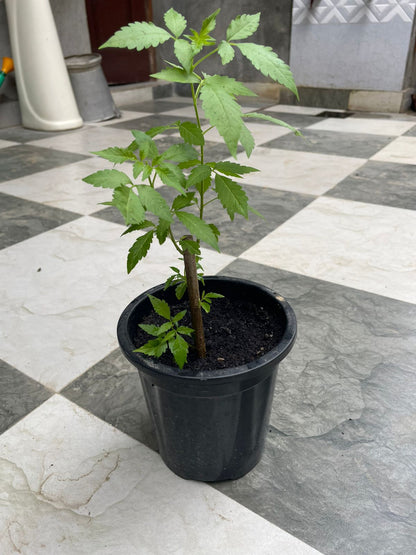 Neerkundi (Nirgundi) – Premium Vitex negundo Medicinal Shrub, Organic Ayurvedic Herb