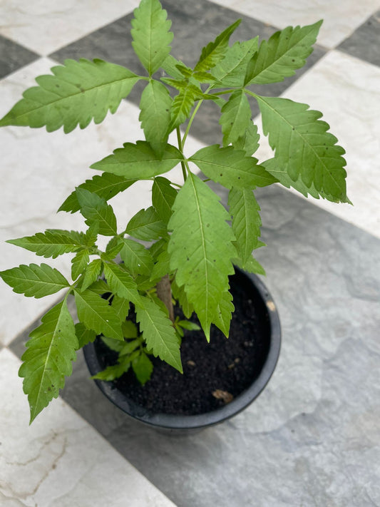 Neerkundi (Nirgundi) – Premium Vitex negundo Medicinal Shrub, Organic Ayurvedic Herb