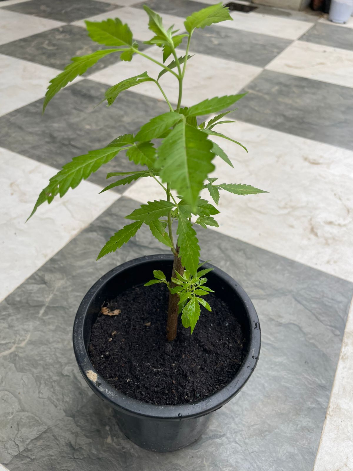 Neerkundi (Nirgundi) – Premium Vitex negundo Medicinal Shrub, Organic Ayurvedic Herb