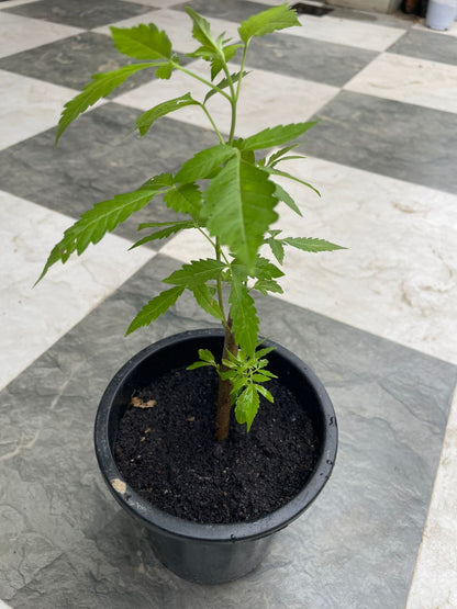 Neerkundi (Nirgundi) – Premium Vitex negundo Medicinal Shrub, Organic Ayurvedic Herb