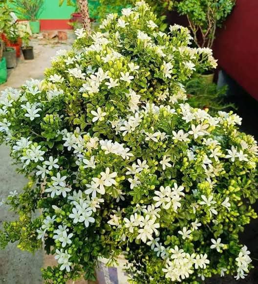 Madhu Kamini (मधु कामिनी )