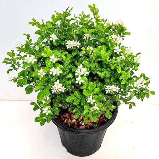 Madhu Kamini (मधु कामिनी )