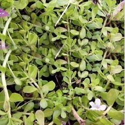 ऑर्गेनिक ब्राह्मी सूखी पत्तियां - 50gm