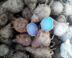 काली हल्दी (Black Turmeric) 1KG – शुद्ध एवं प्राकृतिक औषधीय जड़ी-बूटी
